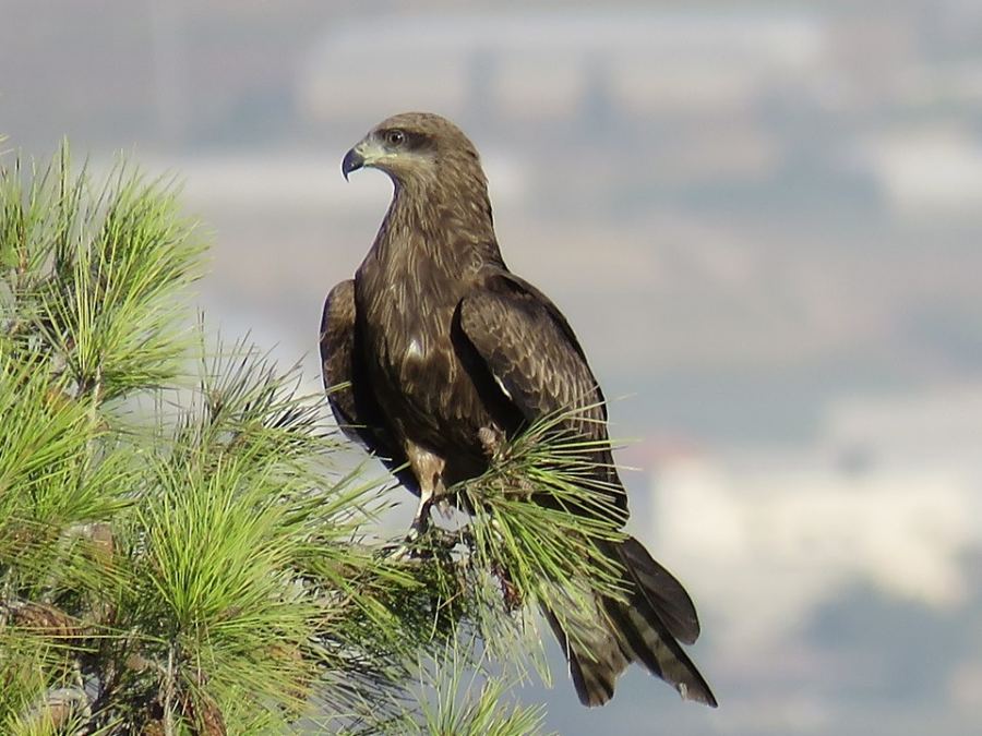 أحراش عز الدين في جنين تستضيف العشرات من طائر الحدأة السوداء